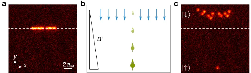 Figure 3.6: in-situ Stern-Gerlach. a, single 1D tube. A single atom in thespin-↑ state is removed with the standard spin resolved detections and showsup as a hole