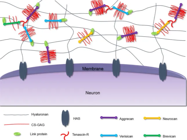 FIGURE 1Composition of the PNNs aroundthe neuron. The HA forms a mesh‐likebackbone to which other ECM molecules canbind