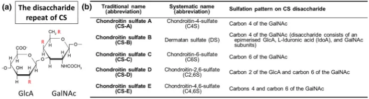 FIGURE 2(a) The disaccharide repeat of CS. (b) Traditional and systematic nomenclature for various forms of CS present in the ECM