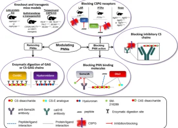 FIGURE 3Summary of current methods for modulating PNNs