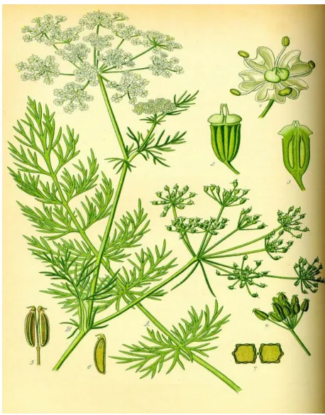 Figure 1. structures of of B. persicum seed 