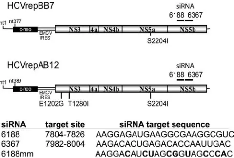 FIG. 1. (A) Schematic representation of the HCV replicon RNAand the approximate nucleotide locations of the siRNA target se-