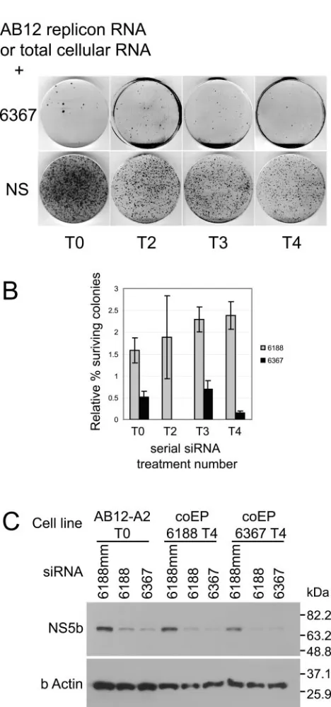 FIG. 2. (A) Representative colony growth assay after coelectropo-ration of HCV replicon RNA with nonsilencing (NS) and replicon-