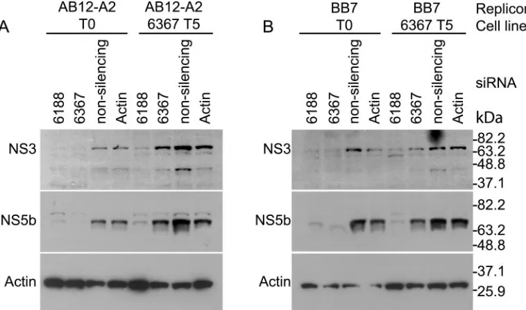 FIG. 3. (A) Colony growth assay of total cellular RNA fromAB12-A2 replicon cell lines following the indicated consecutive elec-