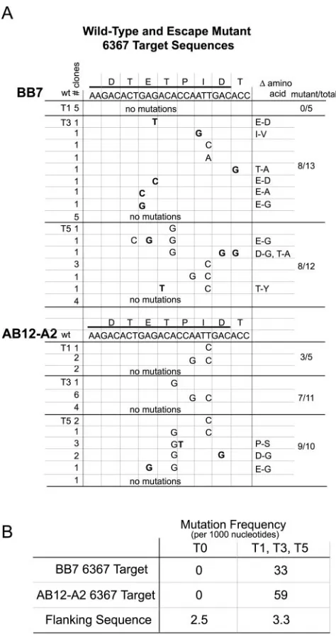 FIG. 5. (A) Sequence analysis of HCV replicon escape mutantsfrom AB12-A2 and BB7 replicon cell lines after siRNA treatments T1,
