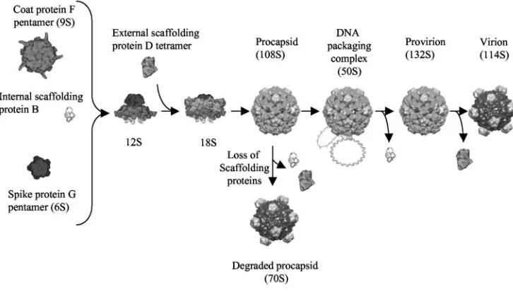 FIG. 2. (A) Four external scaffolding protein subunits associated with each asymmetric unit; (B) primary sequences of �bacteriophages G4,-helices 1 from �X174, and �3.