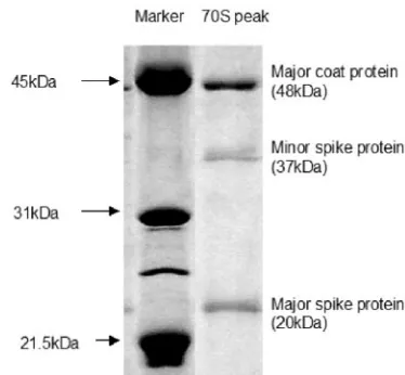 FIG. 4. Protein compositions of 70S particles (degraded procap-sids).