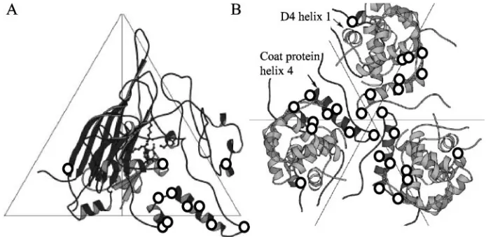 FIG. 5. (A) Locations of utilizer mutations within the atomic structure of the viral coat protein