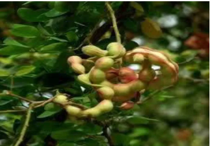Fig: 4 Pithecellobium dulce seeds 