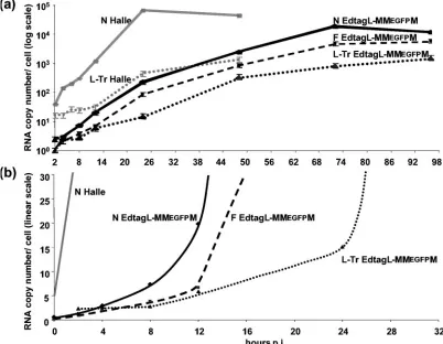 FIG. 4. Kinetics of N (solid line), F (dashed line), and genome (dotted line) RNA accumulation in EdtagL-MMEGFPM virus-infected cellsafter RT of total RNA with random and oligo(dT) (N and F), and sense (genome) primers, plotted in semilogarithmic (a) or li