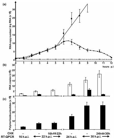 FIG. 6. Stimulation of viral replication by overexpression of MV Nprotein before infection