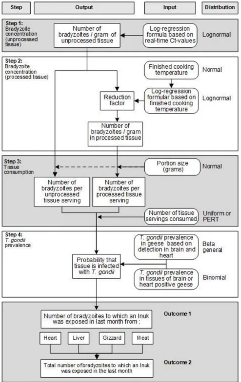 FIGURE 4.1: FLOW CHART OF THE EXPOSURE ASSESSMENT MODEL  DEVELOPED TO ESTIMATE THE MONTHLY EXPOSURE DOSE OF  BRADYZOITES FOR PEOPLE WHO CONSUME GEESE    