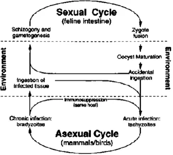 FIGURE 1.1: THE THREE INFECTIVE LIFE STAGES WITHIN THE T. GONDII LIFE  CYCLE (© Black and Boothroyd, 2002)  