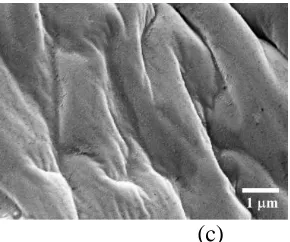 Figure 1. Picture of cross-linked PGE with 5 wt.% NaPF6 (a), SEM micrograph of cross-linked PGE without salt with wrinkled texture (b), and SEM micrograph of cross-linked PGE with 5 wt.% NaPF6 with increased wrinkle width (c)