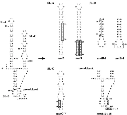 FIG. 7. Site-directed mutations introduced into the three stem-loop and pseudoknot structures