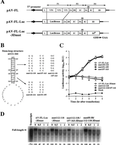 FIG. 2. (A) Organization of the Aichi virus infectious cDNA clone, pAV-FL, and the Aichi virus replicon harboring a luciferase gene,pAV-FL-Luc, and pAV-FL-Luc-3Dmut