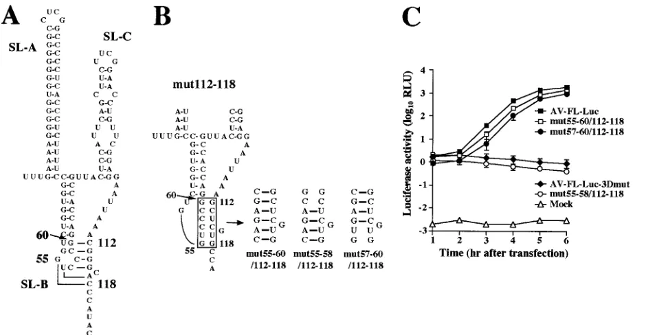 TABLE 1. Ability of mutant RNAs to produce viruses