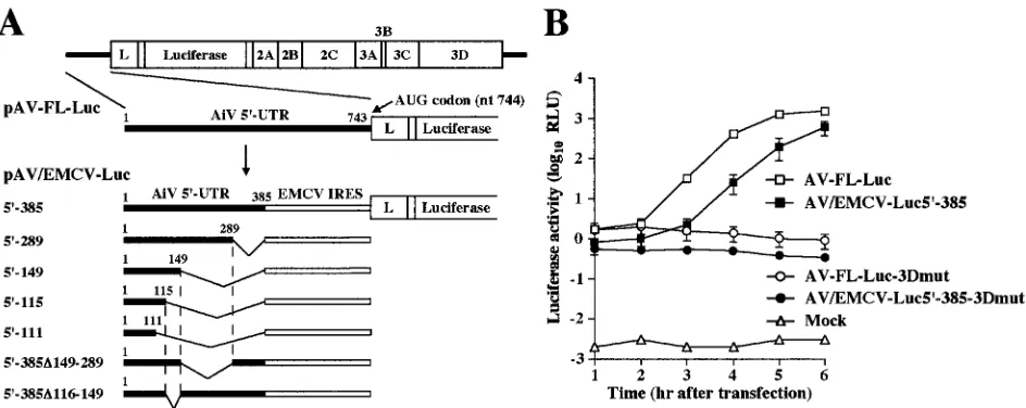 FIG. 4. (A) Schematic diagram of the 5 UTR of Aichi virus and chimera replicons. The thick lines indicate the Aichi virus sequences in theVero cells were electroporated with the RNAs, and then at the indicated times after electroporation, cell lysates were