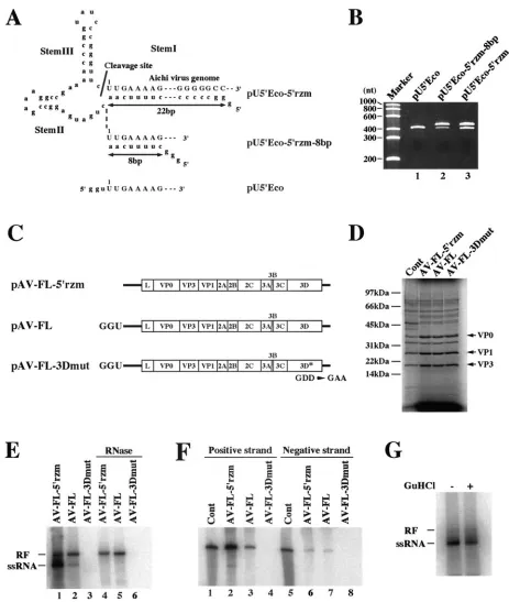 FIG. 6. (A) The 5�then proteins were analyzed by SDS-polyacrylamide gel electrophoresis