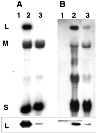 FIG. 3. Comparison of wt BUN and BUN MLM virus infections in mice. Either wt (A) or IFN �RBUN infection was lethal to all but one mouse by day 10 postinfection when injected intraperitoneally, whereas all mice infected intraperitoneally�/� receptor knockou