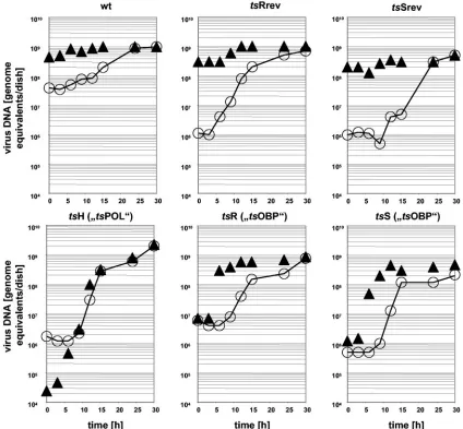 FIG. 1. Kinetics of viral DNA synthesis and inﬂuence of temperature upshift. A series of petri dishes (10 cm2Vero cells each was infected with viruses at an MOI of 10