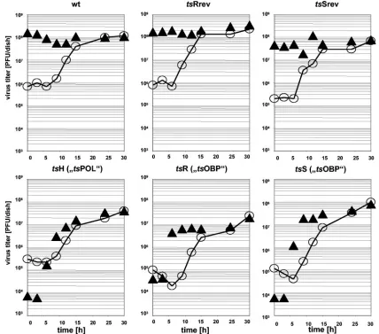 Fig. 1 were analyzed for the presence and quantity of infectious particles by plaque titration on Vero cell cultures at 33°C