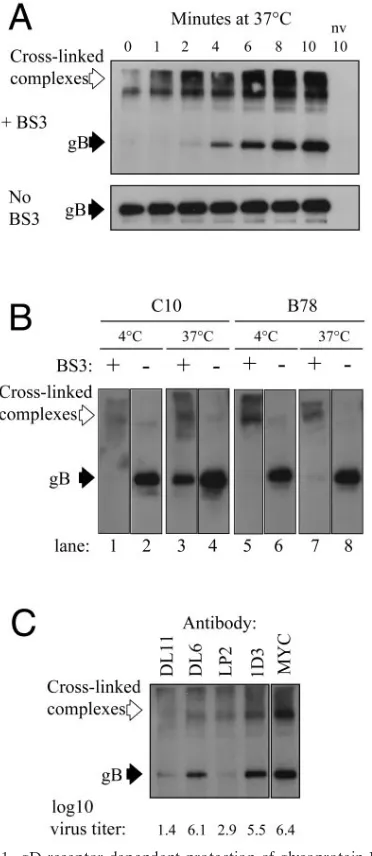 FIG. 1. gD receptor-dependent protection of glycoprotein B fromBS3 cross-linking during virus entry
