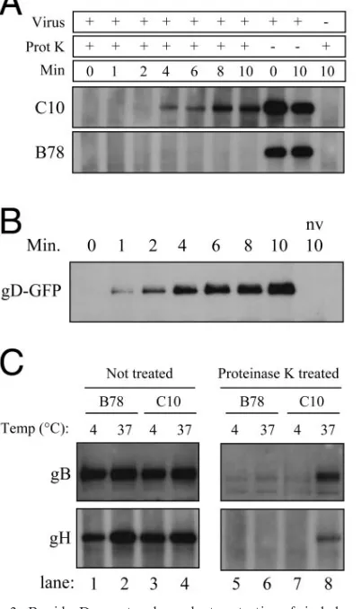 FIG. 2. Protection of gB from cross-linking occurs with kineticscomparable to the rate of virus entry