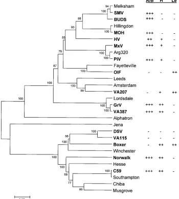 FIG. 3. Phylogenetic tree and prediction of HBGA targets of noroviruses determined by binding and blocking experiments