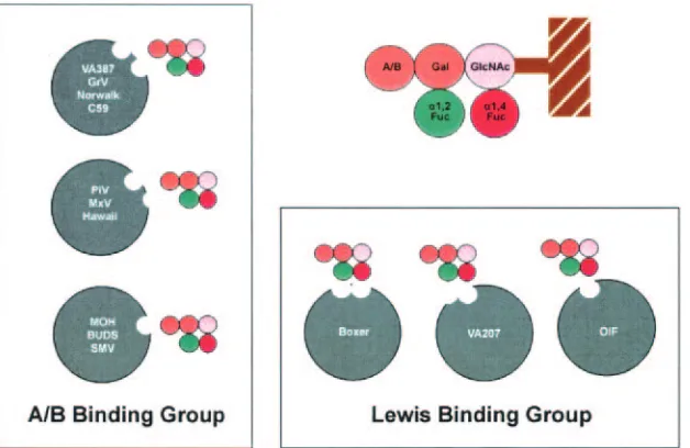 FIG. 4. A model of the norovirus/HBGA interaction. This model is developed based on the classiﬁcation of two binding groups of norovirusto human HBGAs, the A/B binding group, and the Lewis binding group
