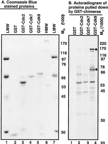 FIG. 1. The GST-Cdk9 chimeric protein speciﬁcally pulls down twoHSV-1 proteins. Panel A: Coomassie brilliant blue-stained GST-chi-