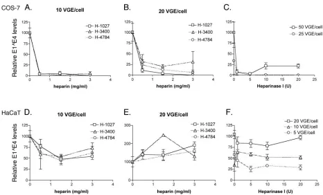 FIG. 3. Analysis of the role of heparan-sulfonated receptors in HPV31b infection of COS-7 cells and HaCaT human keratinocytes