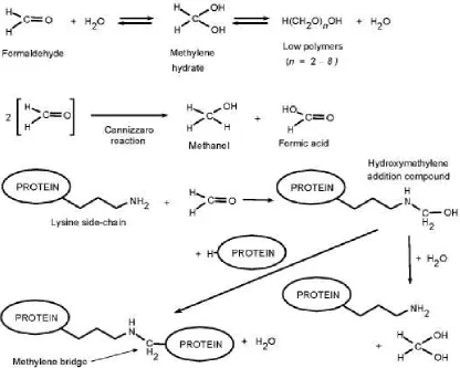 Fig 2: Reactions of formalin with proteins