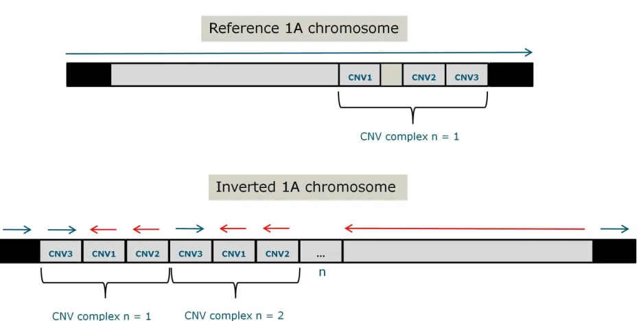 Fig. 5: Representation of the whole Chromosome 1A with the complex structural rearrangement inthe downstream breakpoint of the inversion