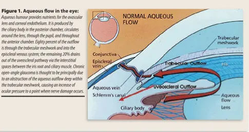 Figure 1. Aqueous ﬂ ow in the eye: 