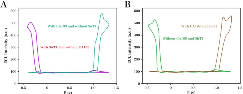 Figure 1.   (A) ECL responses recorded using bare magnetic GCE, nanoFe3O4@GO, ABEI–nanoFe3O4@GO, anti-CA199/ABEI–nano Fe3O4@GO, and 0.5 U/mL CA199