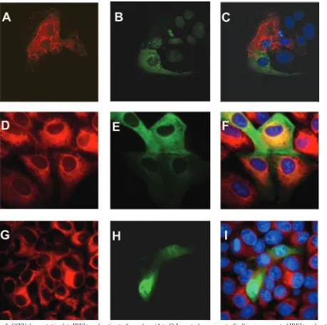 FIG. 2. CSFV does not stimulate IRF3 translocation to the nucleus. (A to C) In control experiments, Sindbis virus promoted IRF3 translocationto the nucleus