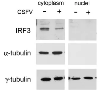 FIG. 3. Subcellular fractionation of CSFV-infected cell lysatesshows a loss of IRF3 from cytoplasm