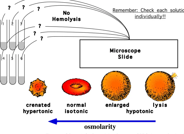 Figure 8.  Schematic for determining the status of RBCs in test tubes in which NO  hemolysis occurred.