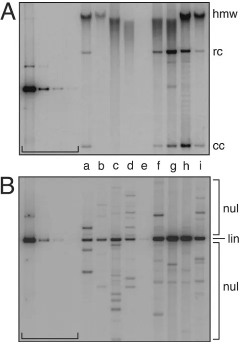 FIG. 3. Stable DNA replication of HPV16 URR variants. Theseautoradiograms show replication of HPV16 genomes during the main-