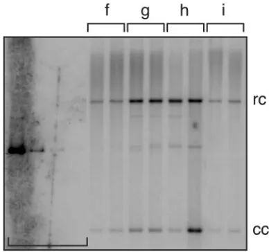 TABLE 3. Stable replication of HPV16 genomes