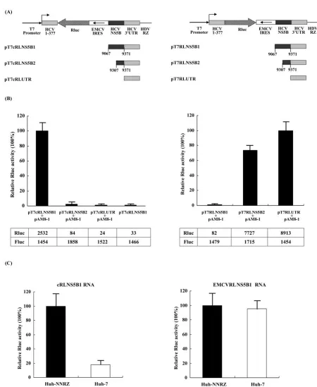 FIG. 1. Determination of cisreporter constructs. HCV minigenome containing the antisense (left) or sense (right) sequence of the-acting replication elements in the NS5B coding region