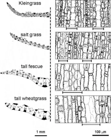 Table 2. Percentages of fragments with an epidermal feature specific of leaf blades in grounded leaf blades before and after digestion.