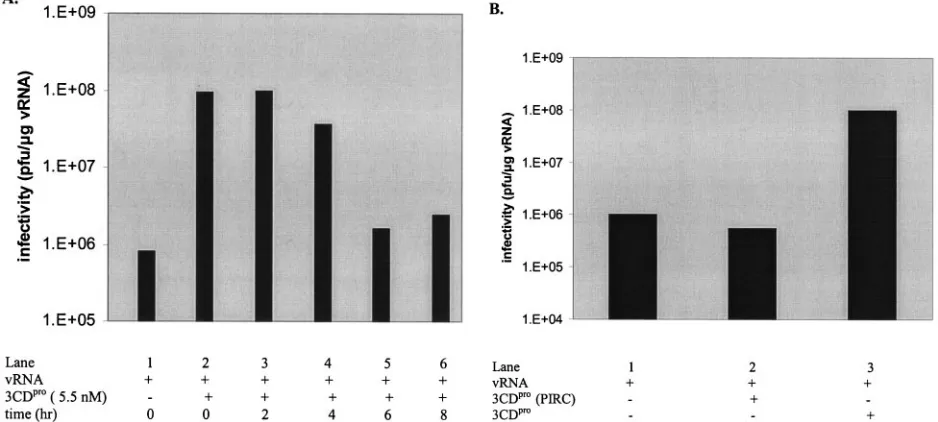 FIG. 3. 3CDproto the translation reactions was varied as indicated. (B) Addition of puriﬁed 3CDtRNA replication reactions and plaque assays were carried out as described in Materials and Methods