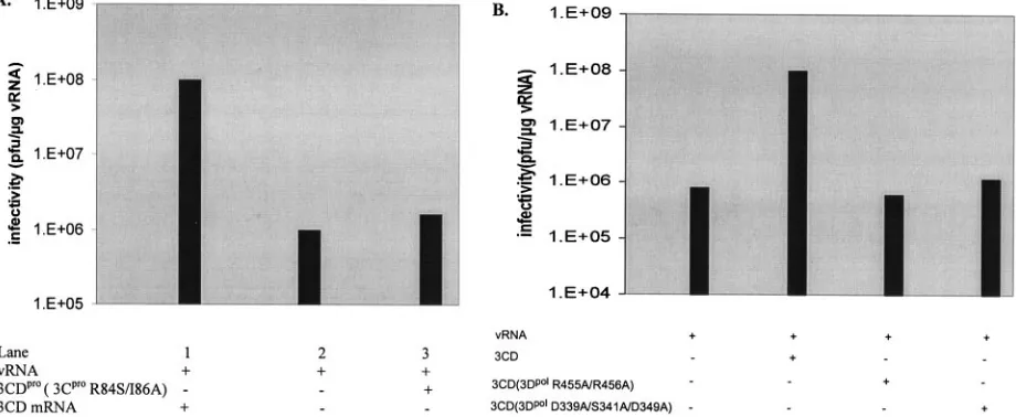 FIG. 4. Mutations both in the 3Cproof virus synthesis by 3CDperiments, the average value for the stimulation of virus synthesis by 3CDmRNAs (1.4(3C(3Creactions and plaque assays were carried out as described in Materials and Methods