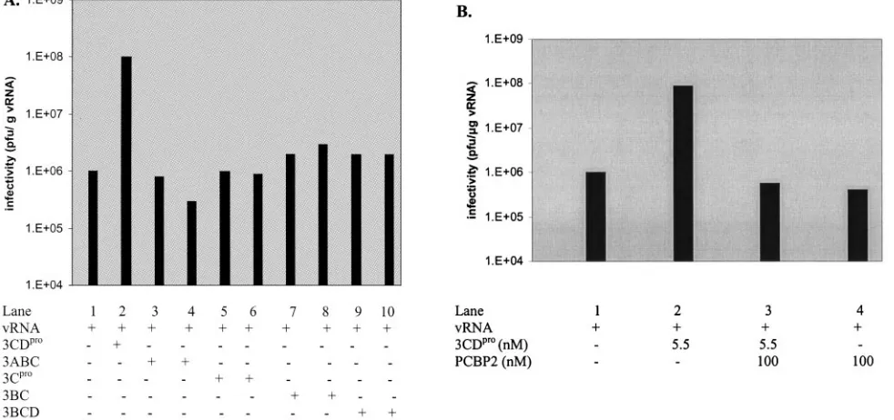 FIG. 5. Effect of 3ABC, 3BC, 3BCD, 3C, and PCBP2 on virus production in the translation-RNA replication system