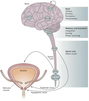Figure 8.Neural control of bladder.  