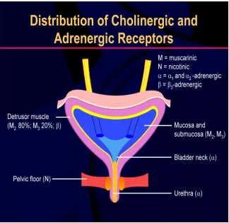 Figure 9.  Distribution of cholinergic and adrenergic receptors in bladder 