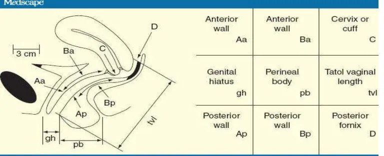Figure 10. POP-Q points 