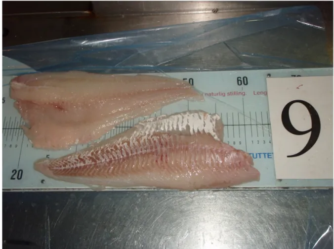 Fig. 3.1.6. Photo of the product skinless cod fillets with bones (pin bones in),  processed by machine